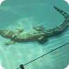 Crocodile mosaic picture in swimming pool