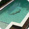 Crocodile mosaic picture in swimming pool